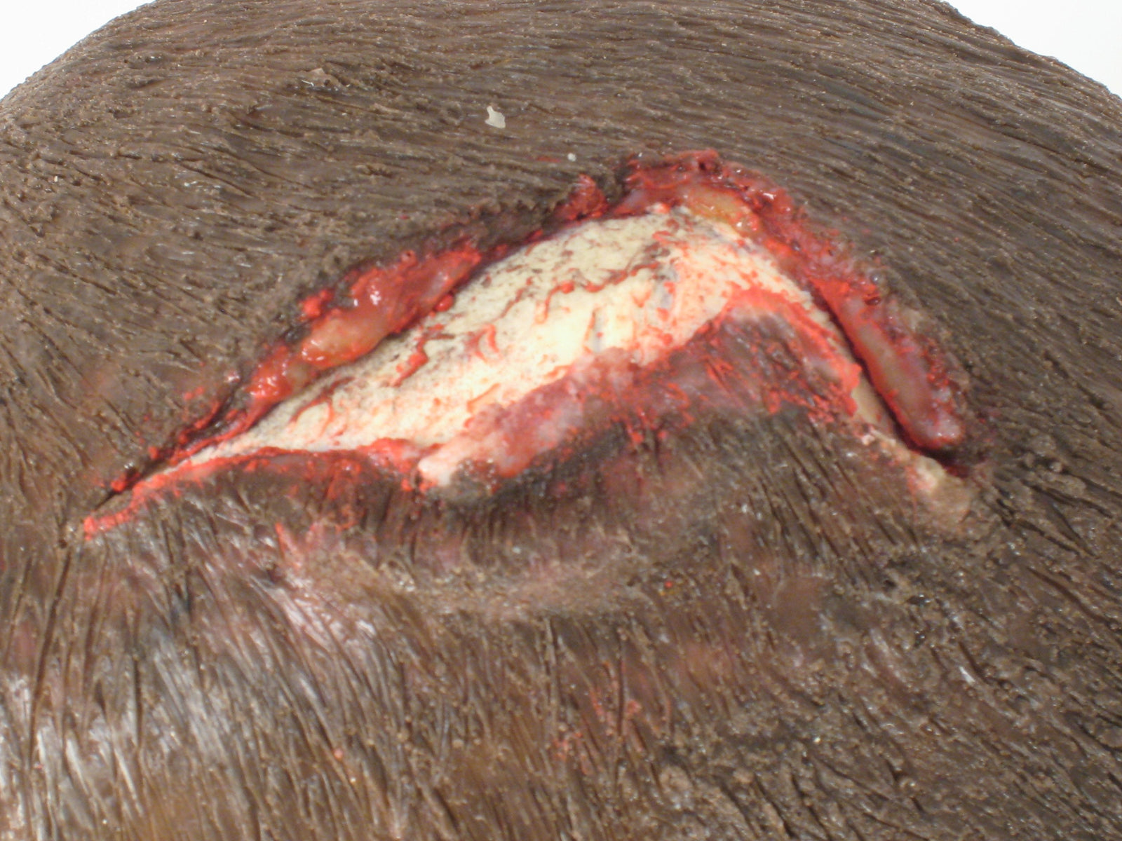 Wearable Wounds Open Wound Scalp Training Gear Tech Line Trauma Tactical Gear Supplier Tactical Distributors Australia